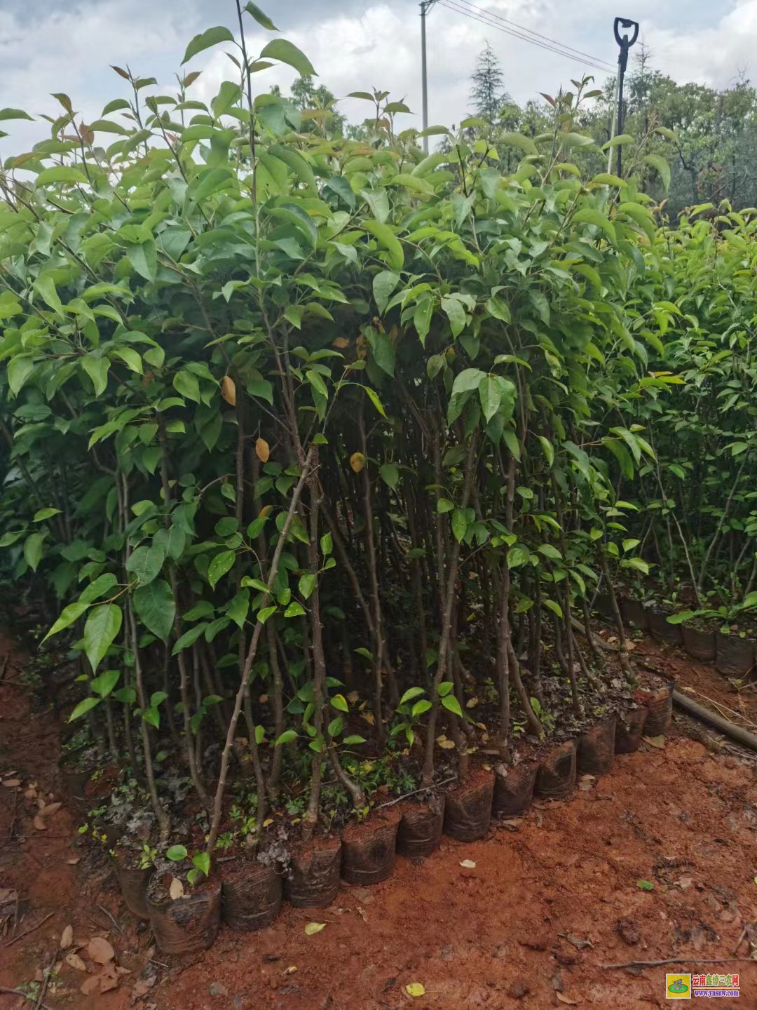 遵義匯川海南黃花梨樹苗價格|紅梨苗種植基地|紅梨苗品種