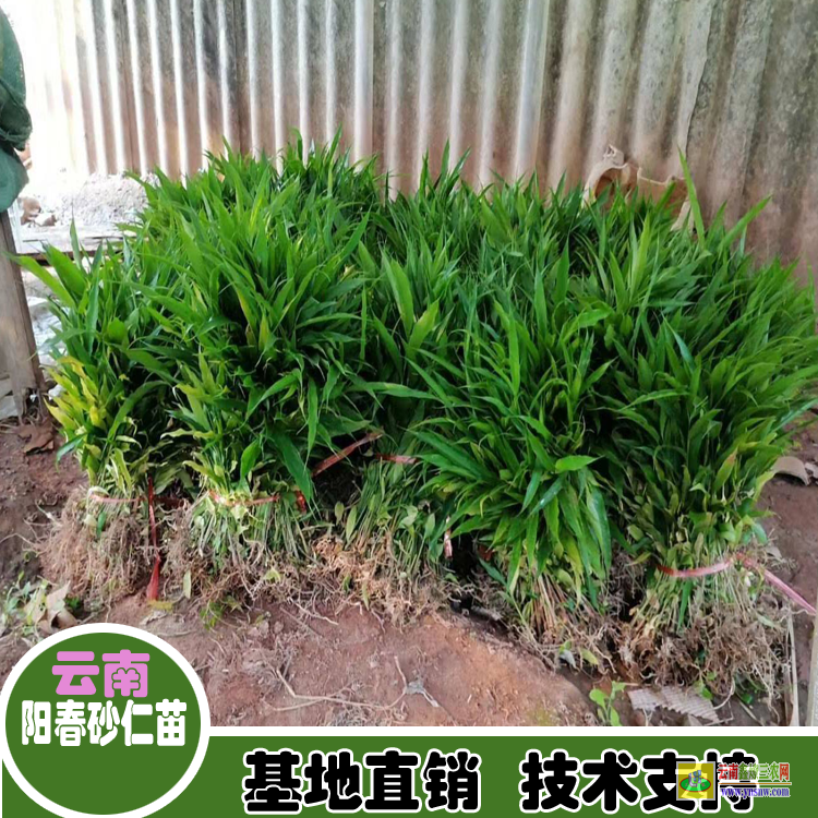 宜賓江安砂仁圖片香料| 砂仁苗種植育苗出售|四川砂仁苗