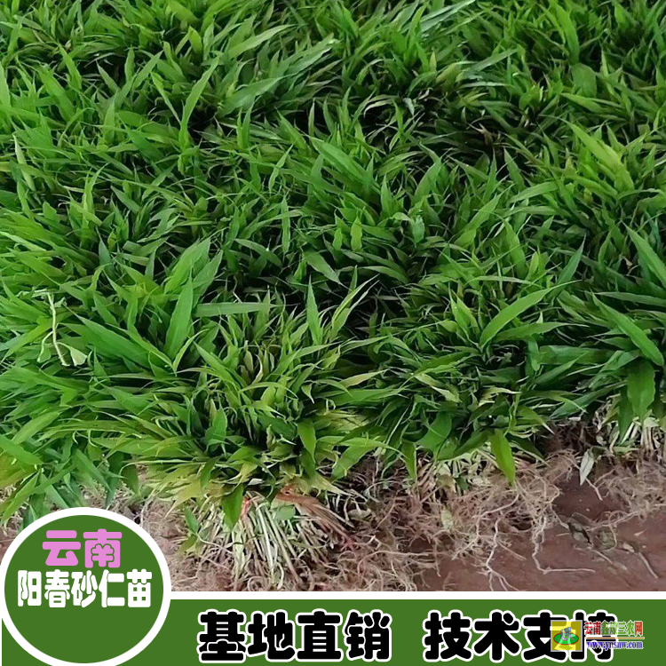 湛江遂溪砂仁圖片香料| 砂仁苗種植育苗出售|四川砂仁苗