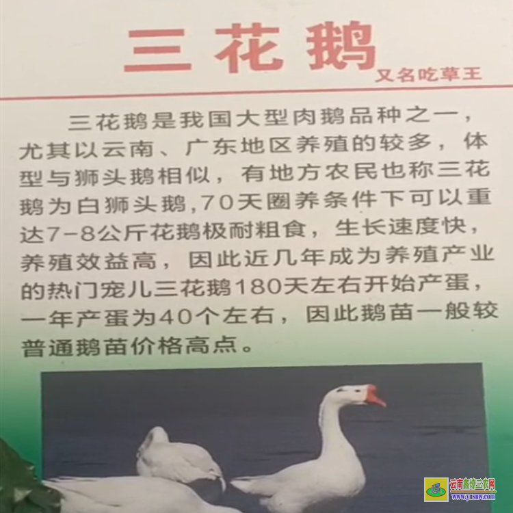 甘孜新龍貴州鵝苗批發基地在哪里 三花鵝苗出售直播 三花鵝苗價格