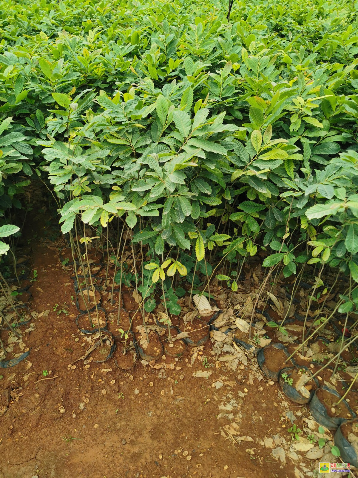 昭通鹽津板栗苗種植技術 6年生板栗苗多少錢一株 板栗苗幾月份種植