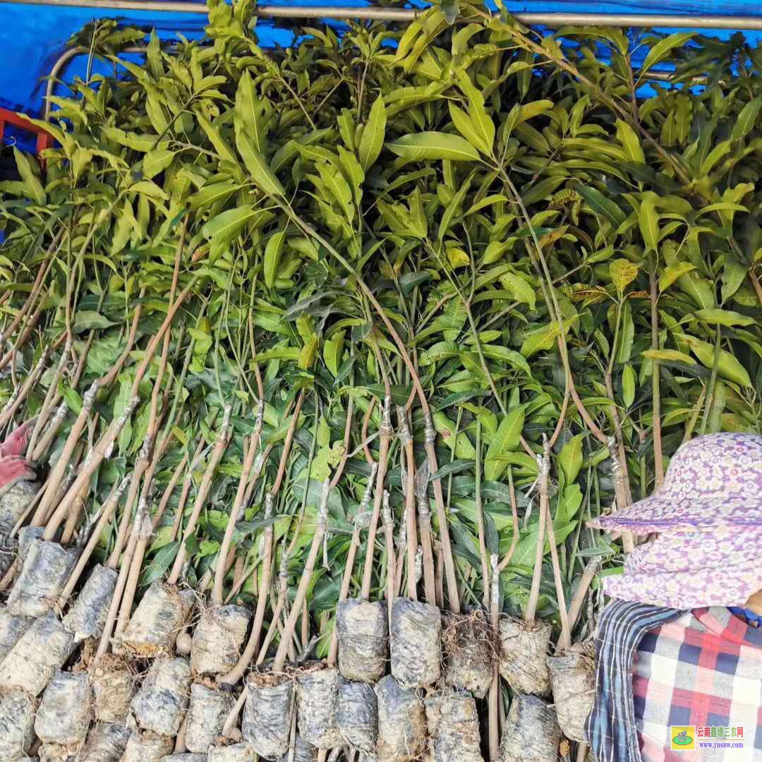 茂名化州芒果苗在什么季節移栽好|金煌芒果苗|芒果苗帶葉發貨