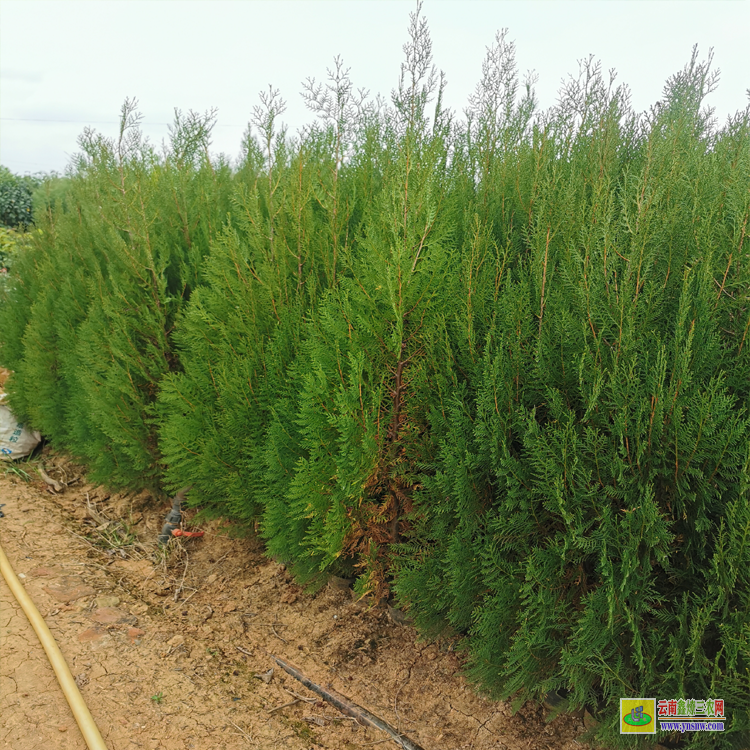 玉溪華寧側柏苗哪里有賣 側柏苗木基地 側柏樹苗