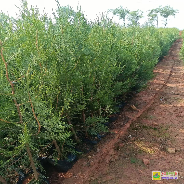 文山硯山側柏苗的種植方法 側柏苗木規格 側柏苗圖片