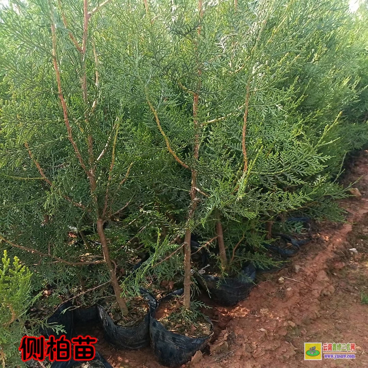 昆明東川側柏苗的種植方法 側柏苗木規格 側柏苗圖片