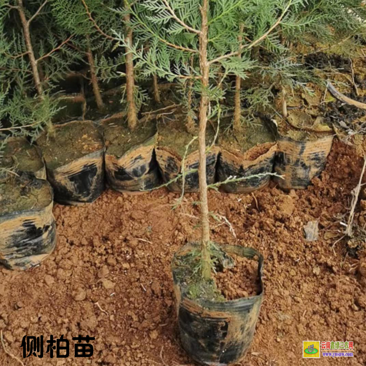 紅河綠春側柏苗哪里有賣 側柏苗木基地 側柏樹苗