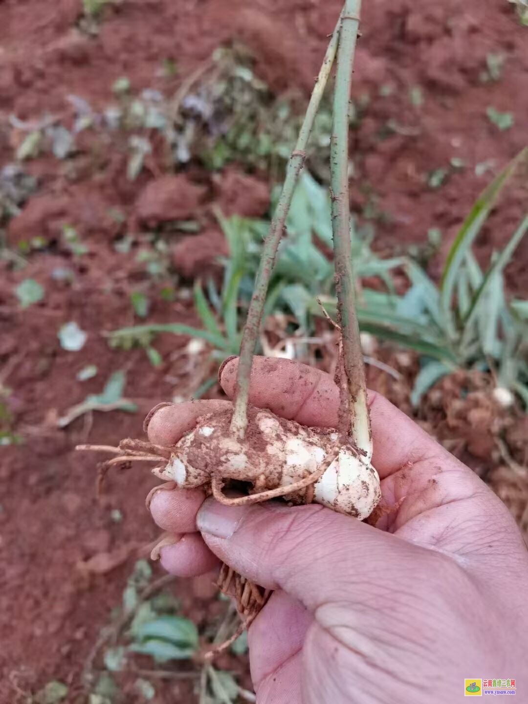 桂林荔蒲黃精苗種植方法| 黃精苗基地 黃精苗圖片