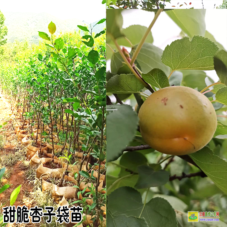 曲靖杏子苗木種植基地| 杏子苗木種植基地| 杏樹苗的培育方法