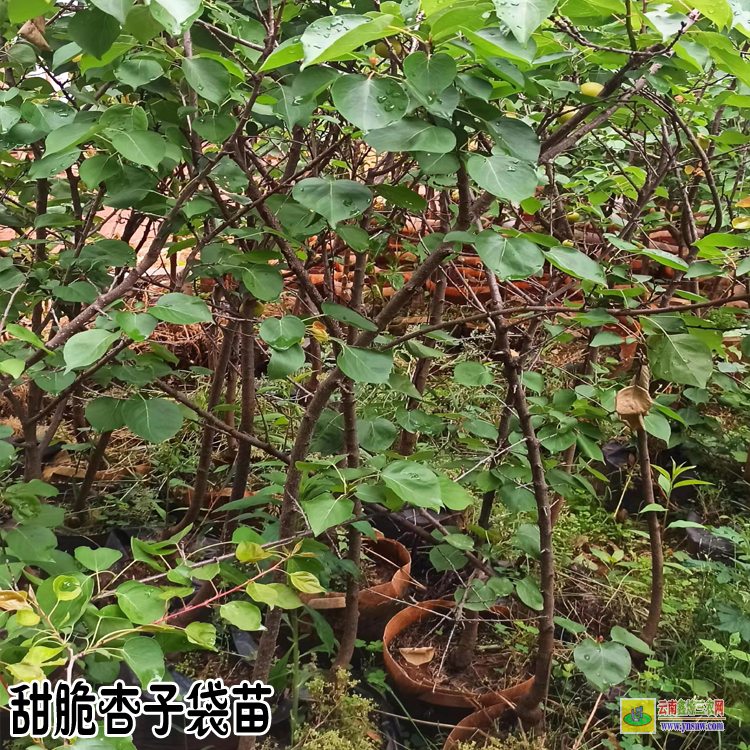 麗江杏子苗木種植基地| 杏子苗木種植基地| 杏樹苗的培育方法