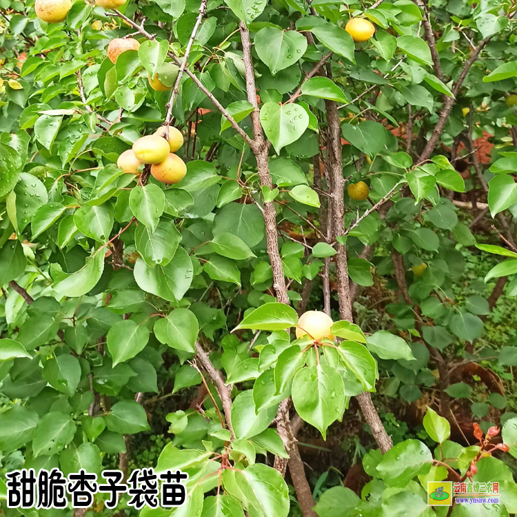 曲靖杏子苗木種植基地| 杏子苗木種植基地| 杏樹苗的培育方法