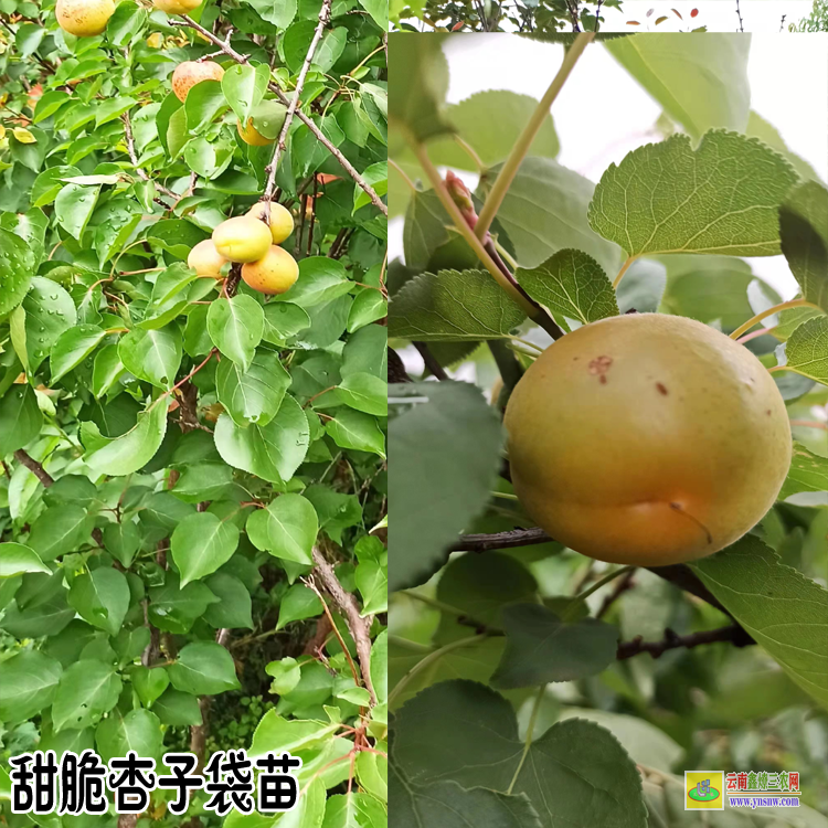 曲靖杏子苗木種植基地| 杏子苗木種植基地| 杏樹苗的培育方法