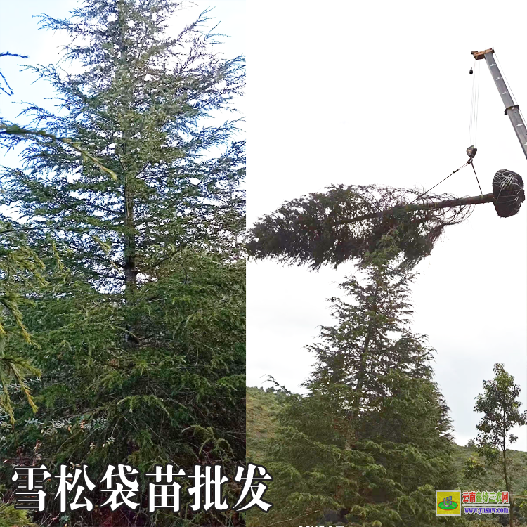 宜良雪松苗子多少一棵|雪松苗木基地|雪松苗木基地