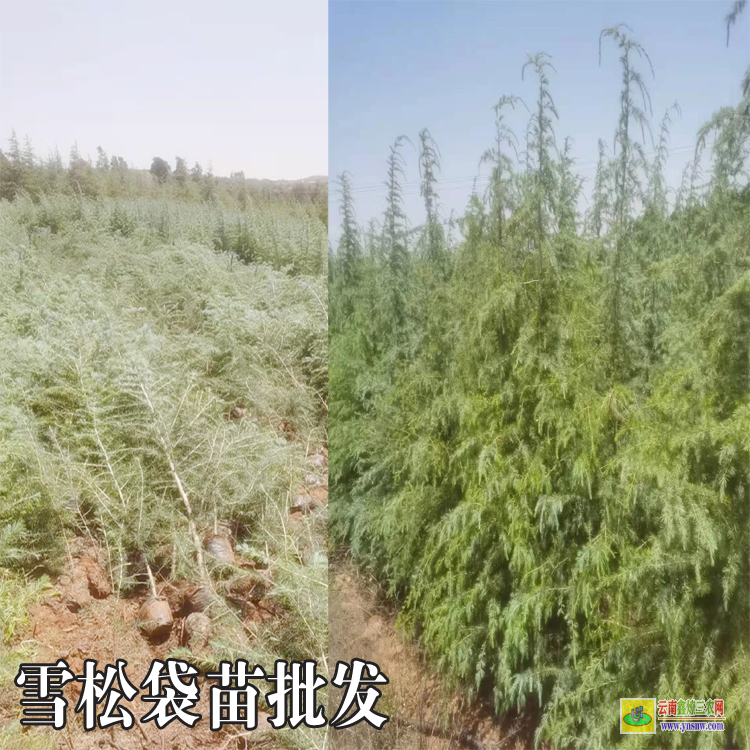 云南雪松苗種植時間|雪松苗木標準|雪松苗木基地