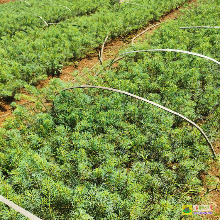 昆明20公分華山松小苗價格 |華山松苗木基地| 華山松苗木等級