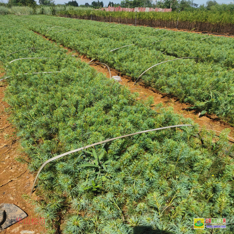 昆明40公分華山松苗多少錢一棵 |華山松樹苗價格| 華山松苗木圖片