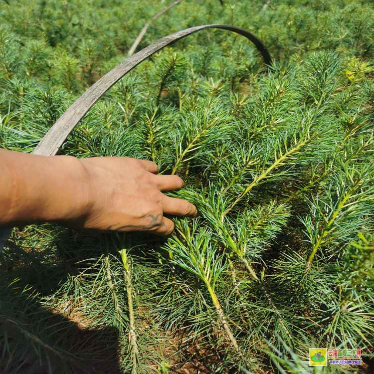 大理40公分華山松苗多少錢一棵 |華山松樹苗價格| 華山松苗木等級