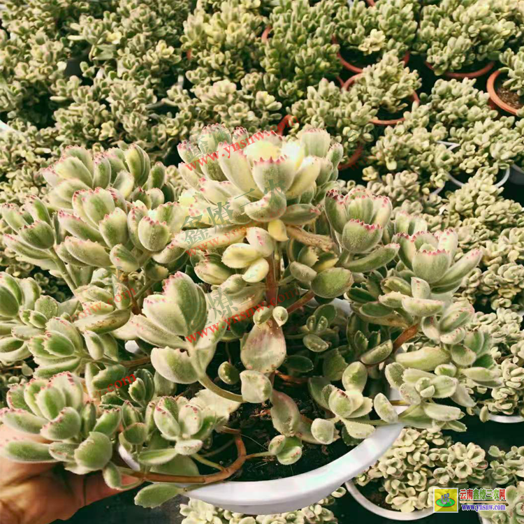 蕪湖老樁價格 植物價格表 價格展示