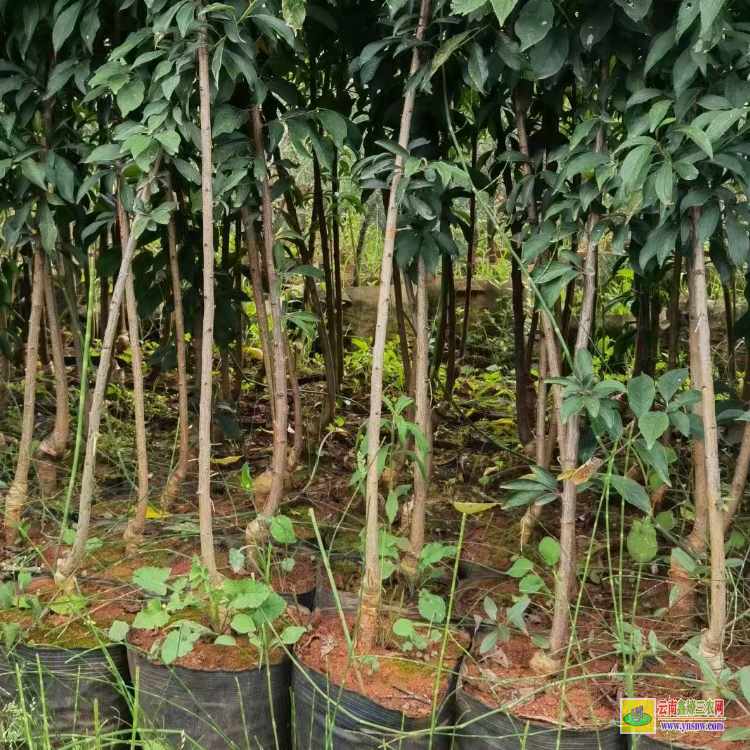 廣東半邊紅李子種植技術(shù) |五月脆李子苗基地| 脆紅李李子苗批發(fā)