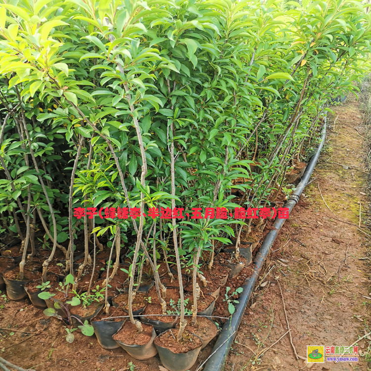 西雙版納半邊紅李子種植技術 |五月脆李子苗基地| 脆紅李李子苗批發