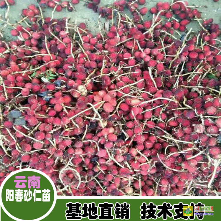 成都武侯砂仁圖片香料| 砂仁苗種植育苗出售|四川砂仁苗