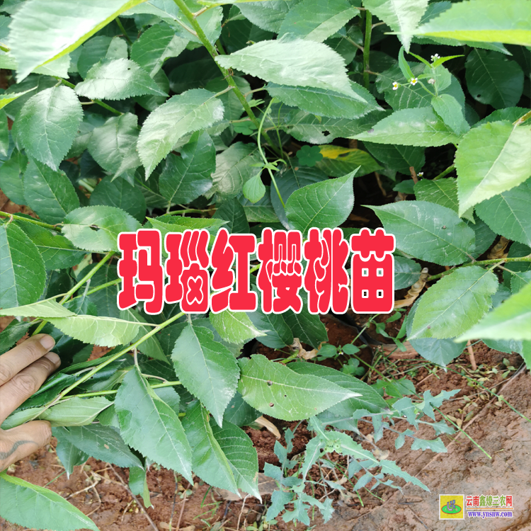 迪慶瑪瑙紅櫻桃苗幾月份包壓條苗適合 |瑪瑙紅櫻桃種植技術(shù)| 瑪瑙紅櫻桃苗哪里有