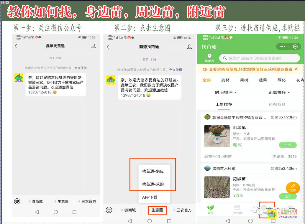 普洱云南果樹苗基地| 云南省樹苗批發 云南什么樹苗緊缺