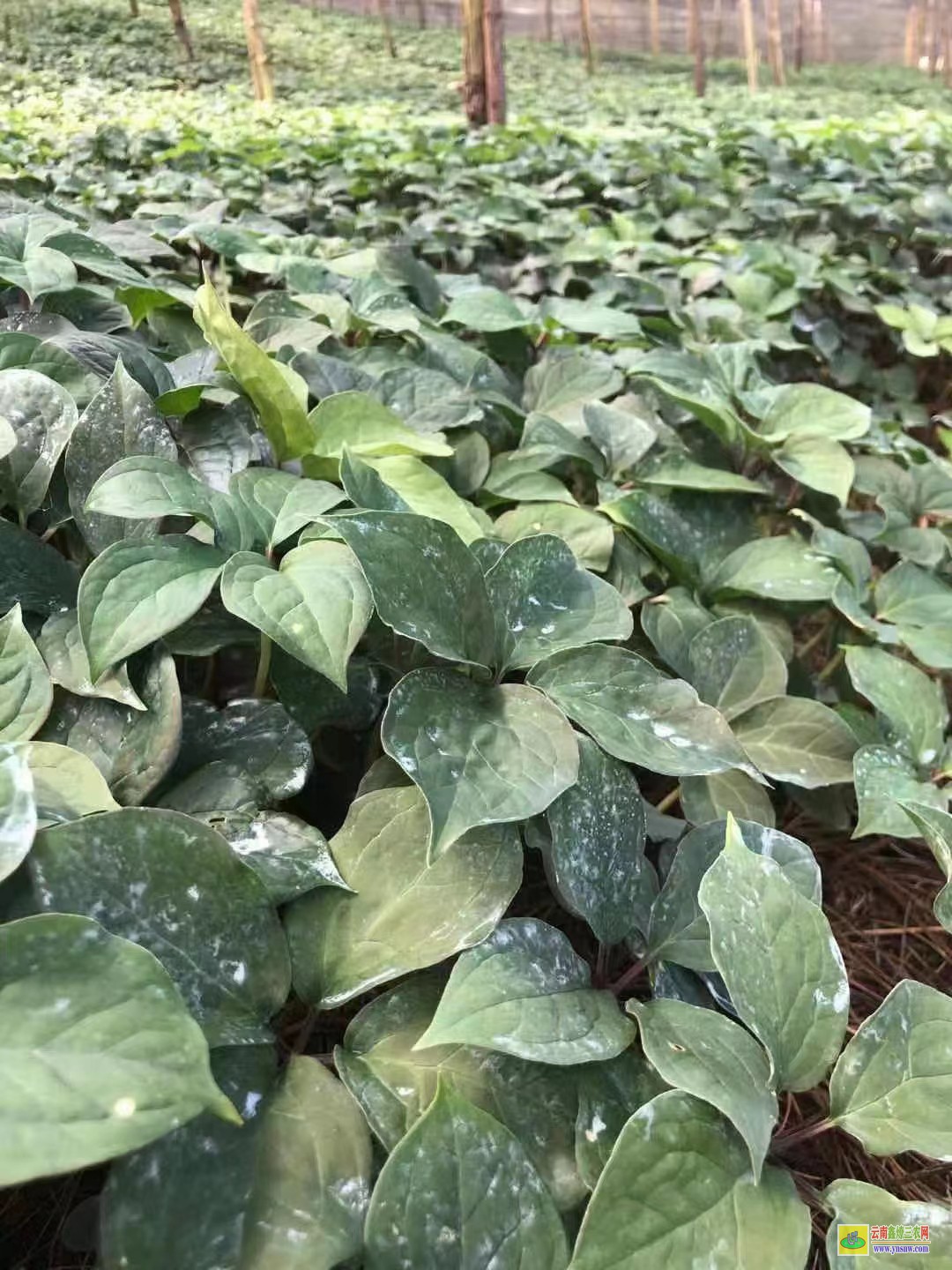 玉溪重樓苗后專用除草劑| 重樓價格及品種 重樓苗哪里可以購買