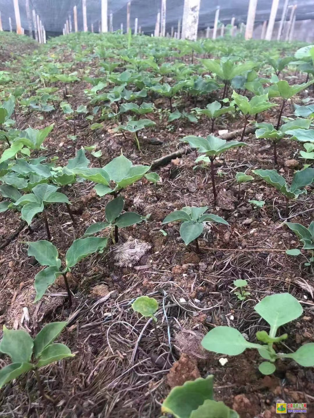 普洱重樓苗多少錢一株| 東莞重樓苗 重樓苗哪里可以購買