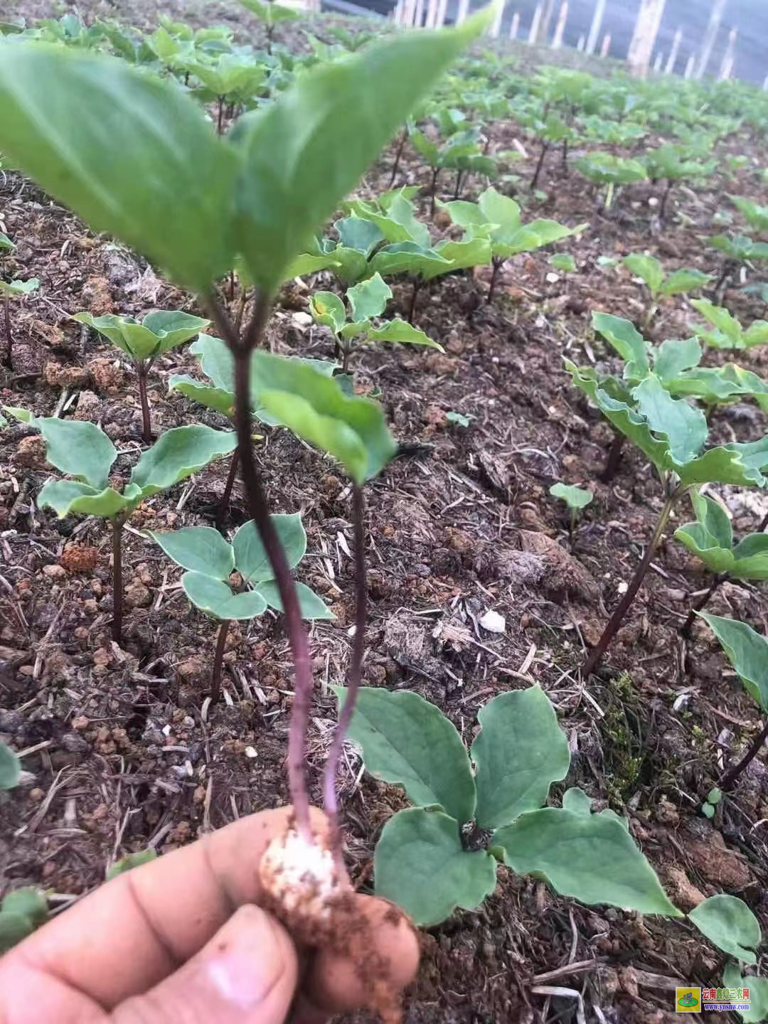 昭通重樓種植技術與栽培管理| 重樓畝產量多少斤 重樓苗直播售賣