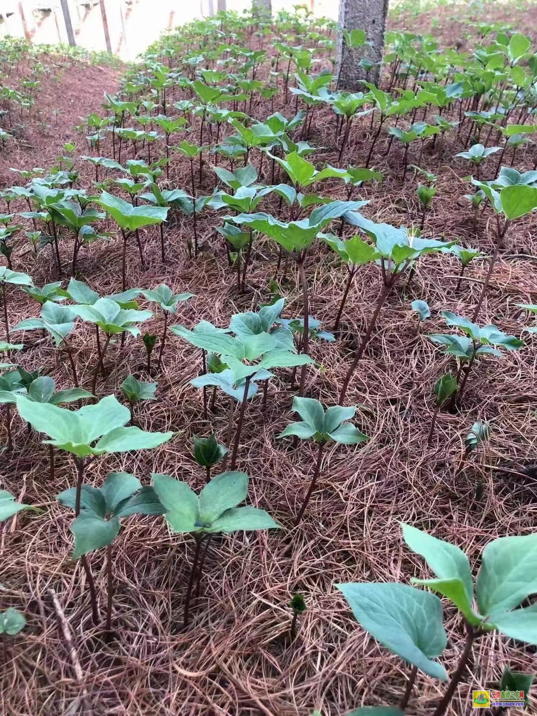 紅河重樓苗多少錢一株| 東莞重樓苗 重樓苗哪里可以購買