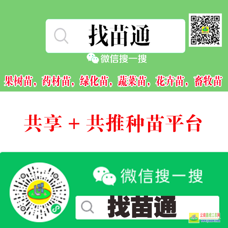 昆明果樹苗什么時候栽植好| 果樹苗批發基地三年苗各種苗大全 果樹苗木