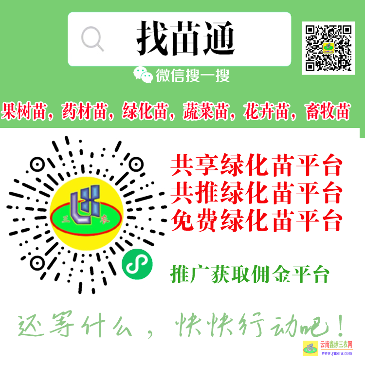 麗江果樹苗多少錢一顆| 果樹苗批發(fā)基地三年苗各種苗大全 果樹苗出售
