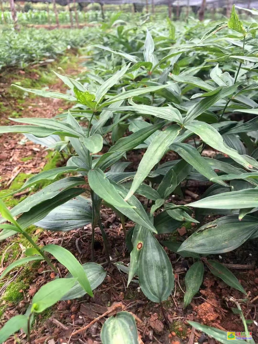 保山黃精苗多少一株一畝地需要多少株| 黃精苗批發基地 黃精苗圖片及功效