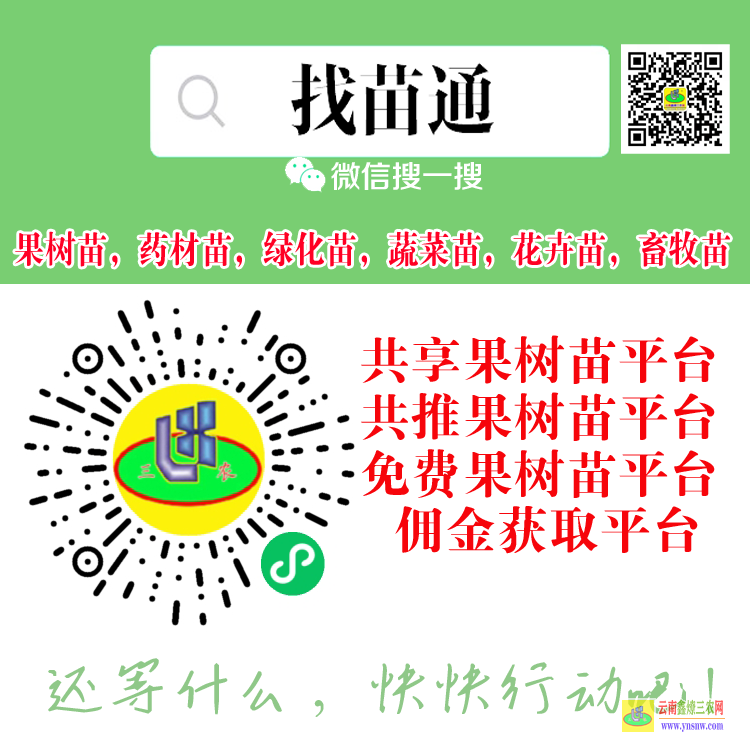 普洱果樹苗發新芽后就枯萎了| 果樹苗在哪買 果樹苗購銷合同