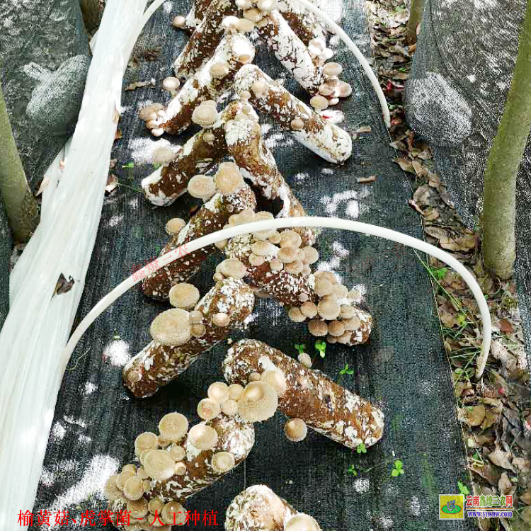 湛江虎掌菌林下種植包回收 榆黃菇種植注意事項(xiàng) 原生態(tài)虎掌菌采購