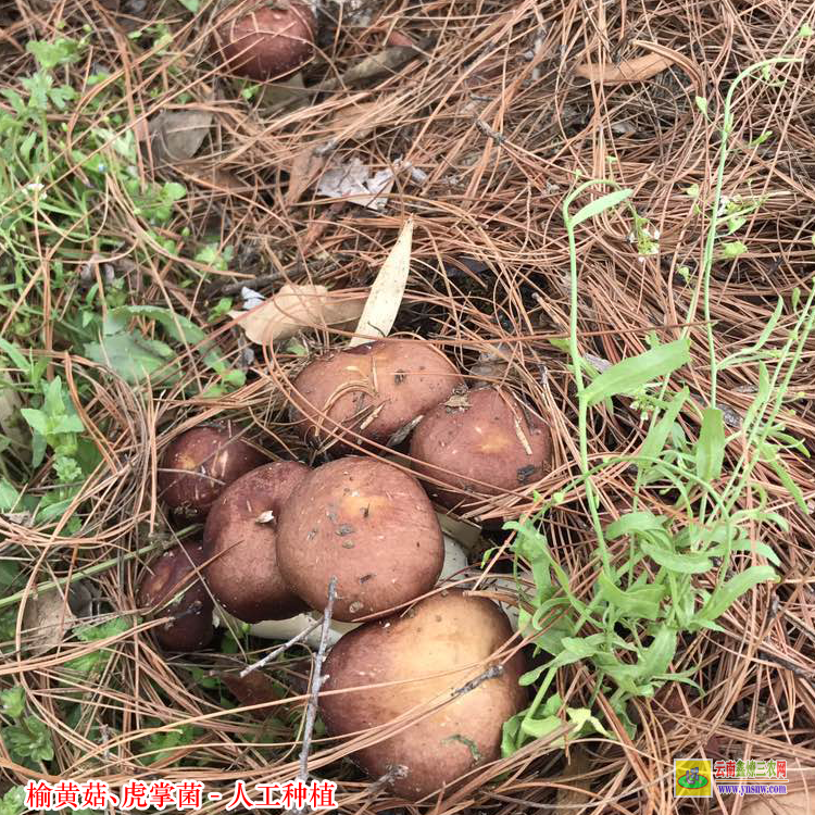 江門榆黃菇種植技術 黑虎掌菌栽培技術 榆黃菇種植效益