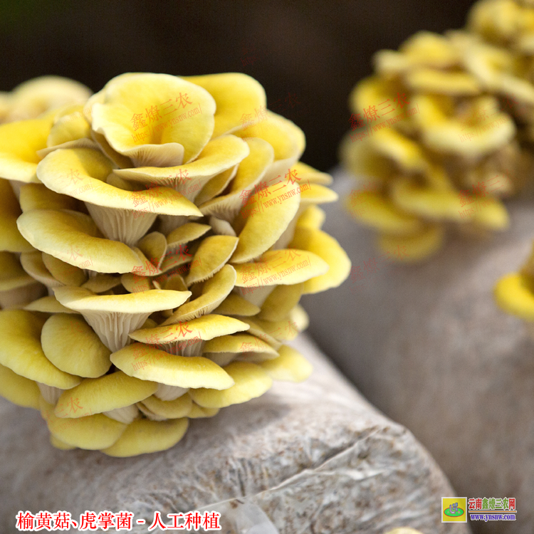 清遠(yuǎn)榆黃菇種植技術(shù)聯(lián)系方式 榆黃菇種植注意事項(xiàng) 原生態(tài)虎掌菌采購(gòu)