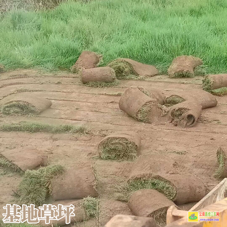 臨滄鳳慶百慕大草坪價格| 足球草坪價格 剪股穎草坪價格