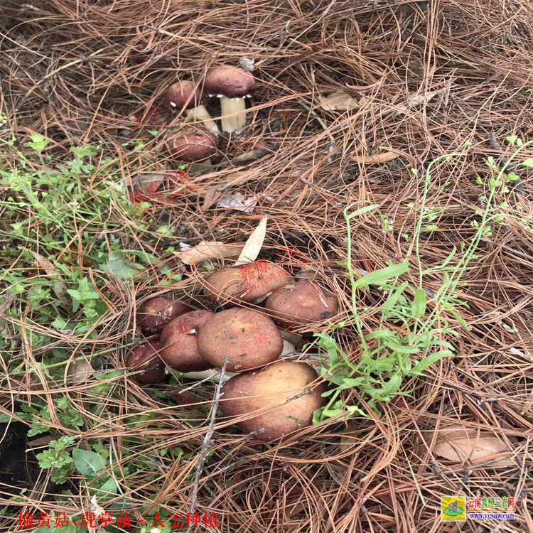 仙桃虎掌菌種植在幾月份 虎奶菌栽培技術 虎掌菌人工種植