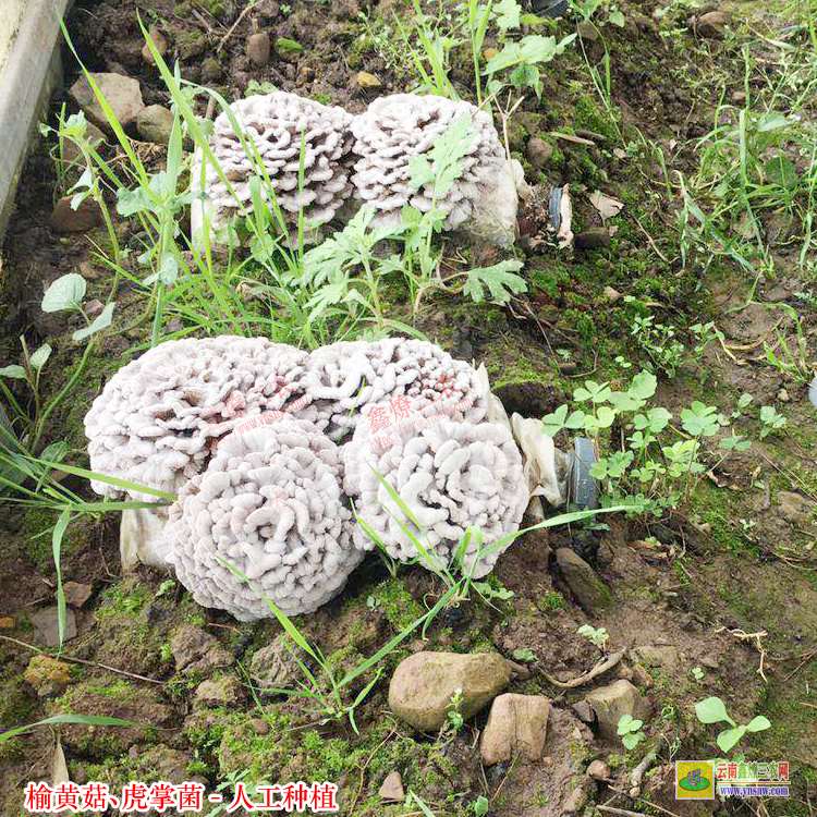 自貢榆黃菇種植基地 人工種植黑虎掌要求 原生態(tài)虎掌菌采購(gòu)