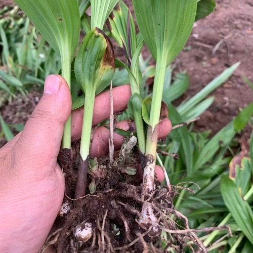 安順白芨種子育苗方法| 白芨苗怎么養 玉溪白芨苗怎么樣