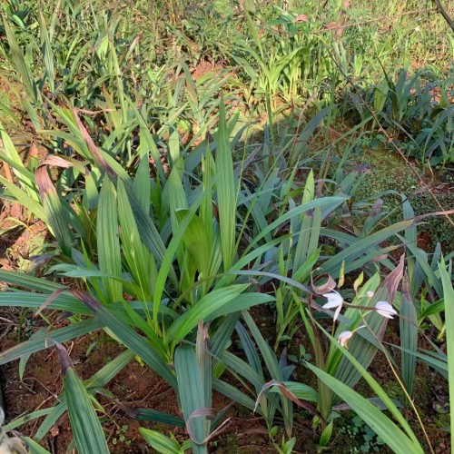 保山白芨種子育苗方法| 白芨苗怎么賣 白芨苗哪里有