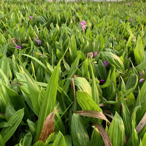 遵義貴州白芨苗批發商| 廣西白芨苗怎么樣 玉溪白芨苗怎么樣