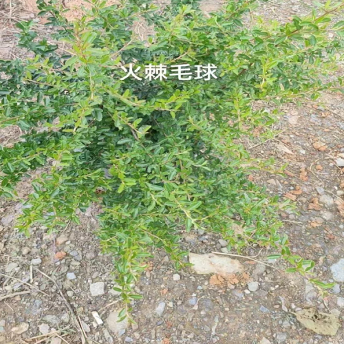 云南華山松苗哪里有賣的| 華山松苗木基地 華山松苗木種類