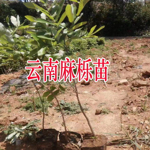 貴州麻櫟苗多少錢一棵| 麻櫟苗木價格 麻櫟苗木產地