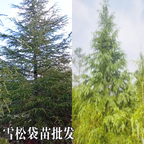 石林雪松苗批發(fā)基地 雪松苗木基地 雪松樹(shù)苗多少錢(qián)一棵