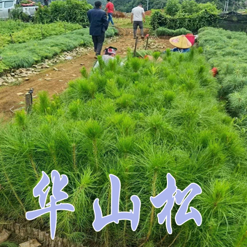 華山松苗價錢  貴州華山松苗 貴州畢節(jié)華山松苗