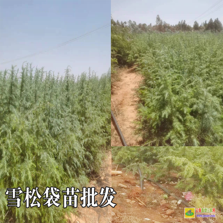 昭通彝良哪里有雪松苗木價格表|雪松苗木表|雪松苗木標(biāo)準(zhǔn)