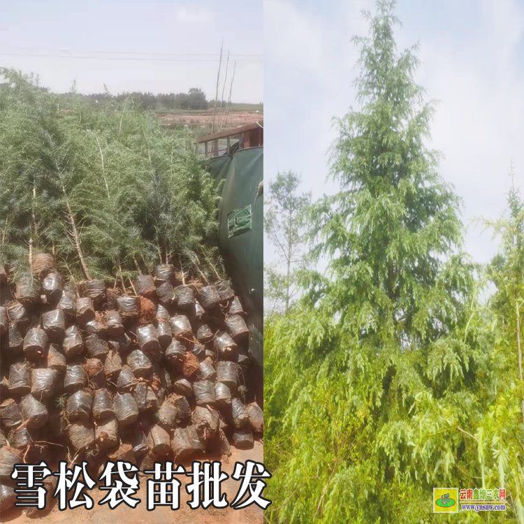 文山富寧雪松苗子多少一棵|雪松苗種植時間|雪松苗木規格