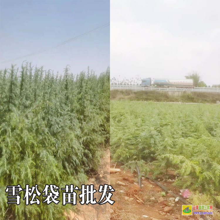 文山丘北雪松苗子多少一棵|雪松苗種植時間|雪松苗木標準